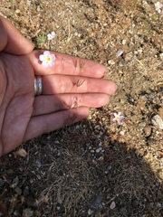 Leptosiphon liniflorus