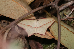 Timandra convectaria