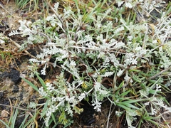Artemisia caerulescens gallica