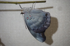 Dophla evelina