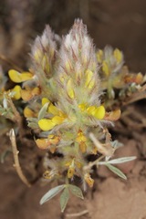 Dalea jamesii