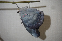 Dophla evelina