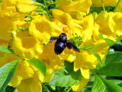 Xylocopa sulcatipes