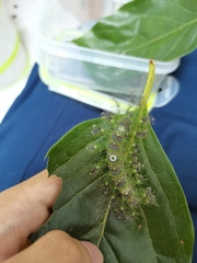 Dophla evelina