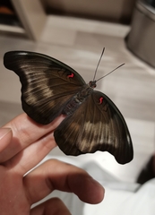 Dophla evelina