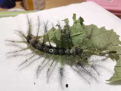 Dophla evelina