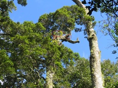 Dermatobotrys saundersii