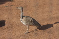 Chlamydotis undulata