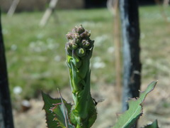 Lactuca virosa