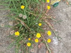 Asteraceae