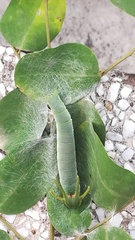 Polyura nepenthes