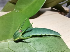 Polyura nepenthes