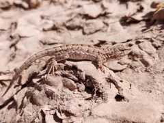 Liolaemus wiegmannii