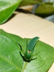 Polyura nepenthes