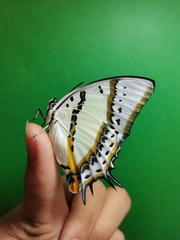 Polyura nepenthes