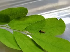 Polyura nepenthes