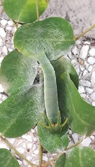 Polyura nepenthes