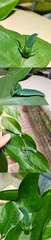 Polyura nepenthes