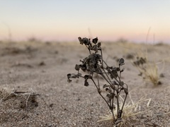Dicoria canescens