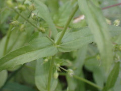 Veronica undulata