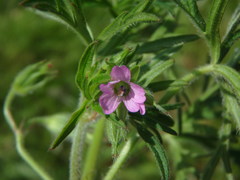 Geranium dissectum