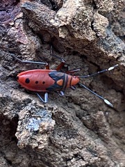 Probergrothius