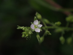 Veronica undulata
