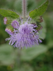 Ageratum houstonianum