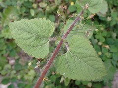 Ageratum houstonianum