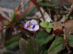 Torenia crustacea
