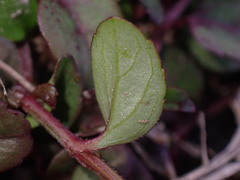 Torenia crustacea