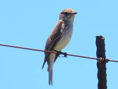 Muscicapa striata striata