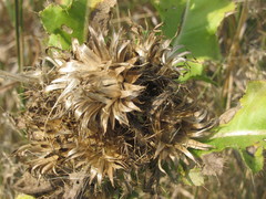 Cirsium roseolum