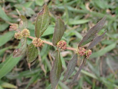 Euphorbia hirta