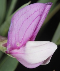 Lathyrus eucosmus