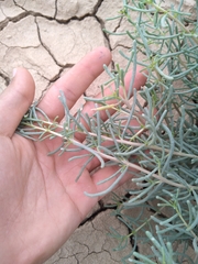 Seidlitzia rosmarinus