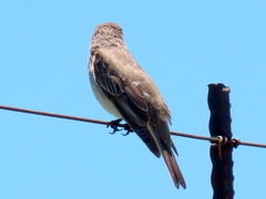 Muscicapa striata striata