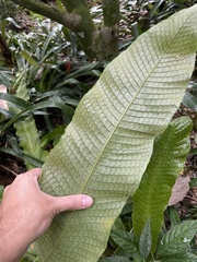 Microsorum musifolium