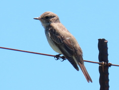 Muscicapa striata striata