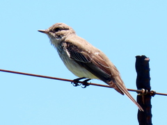 Muscicapa striata striata
