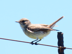 Muscicapa striata striata
