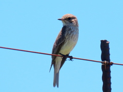 Muscicapa striata striata