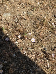 Leptosiphon liniflorus