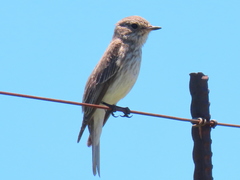 Muscicapa striata striata