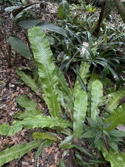 Microsorum musifolium