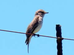 Muscicapa striata striata