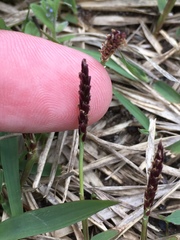 Zoysia
