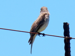 Muscicapa striata striata