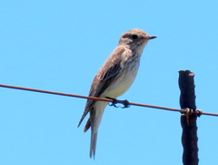 Muscicapa striata striata