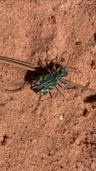 Cicindela tranquebarica parallelonota